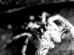 spider